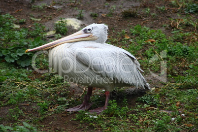 White Pelican   (Pelecanus onocrotalus)