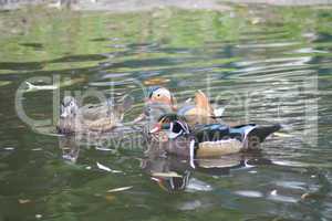 Wood Duck  (Aix sponsa)  Mandarinente  Mandarin duck  (Aix galericulata)