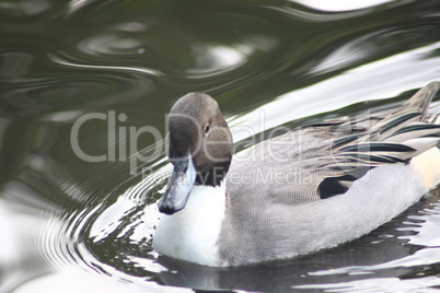 Pintail  (Anas acuta)