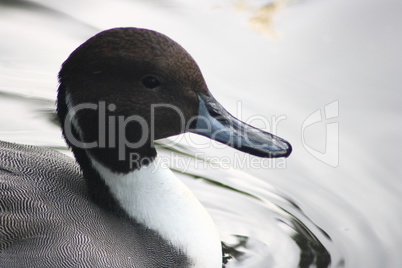 Pintail  (Anas acuta)