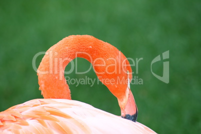 flamingo  (Phoenicopterus ruber)