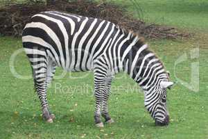 Plains Zebra  (Equus quagga)
