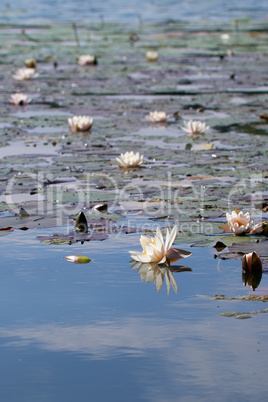Seerosen auf einem See