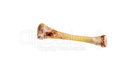 Chicken leg bone against white background