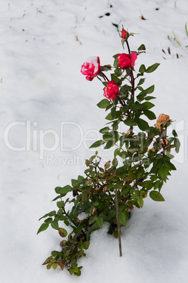 Rose bush under the first snow