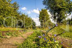 old closed overgrown railway