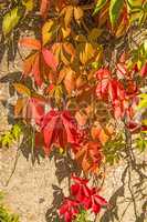 wild vines leaves at an old wall in autumnal colors