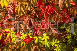 wild vines leaves at an old wall in autumnal colors