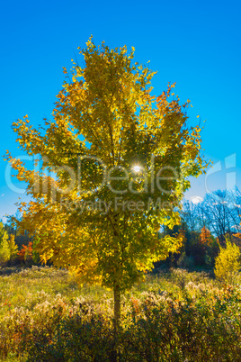 A ray of sunshine through an autumn tree