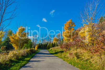 Autumn road in the park