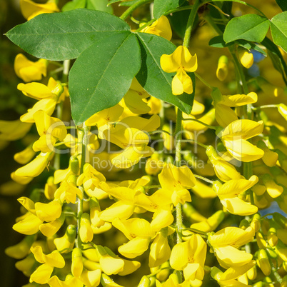 Common Laburnum, Laburnum anagyroides