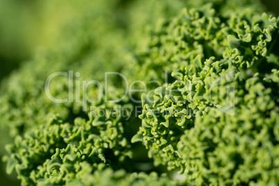 Kale, Brassica oleracea
