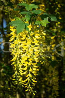 Common Laburnum, Laburnum anagyroides