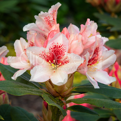 Rhododendron Hybrid Amber Kiss, Rhododendron hybride