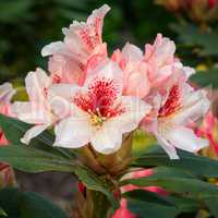 Rhododendron Hybrid Amber Kiss, Rhododendron hybride