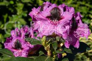 Rhododendron Hybrid Kangaroo, Rhododendron hybrid