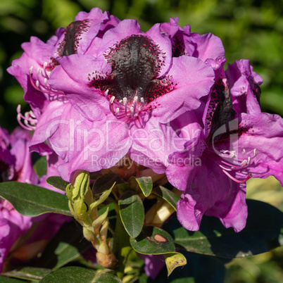 Rhododendron Hybrid Kangaroo, Rhododendron hybrid