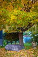 Big stone under autumn maple