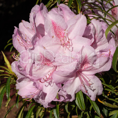 Rhododendron Ponticum Filigran, Rhododendron Ponticum