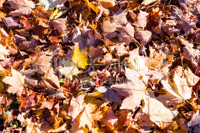 Background from fallen, maple tree leaves