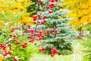 October rain on a red forest berry