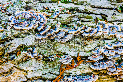 Old tree in the forest covered with dry mushrooms