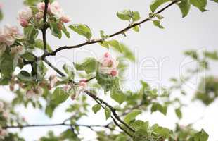 Apple Flower at Spring