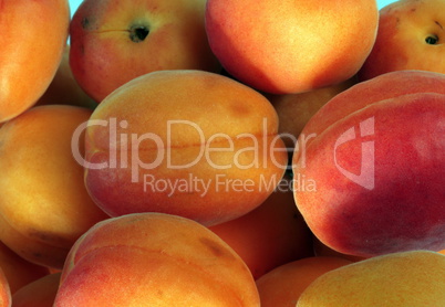 many orange peach at day