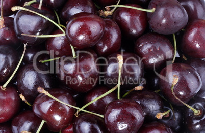 many sweet cherry at day