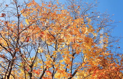 yellow leafs on tree