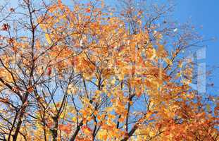 yellow leafs on tree