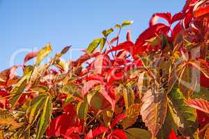 wild vines leaves at an old wall in autumnal colors