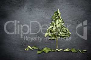 Dried curry leaves