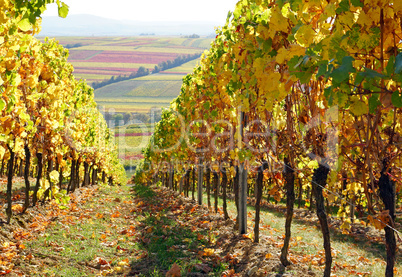 Weingebiet, Rebstock, Wein, Herbst