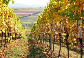Weingebiet, Rebstock, Wein, Herbst