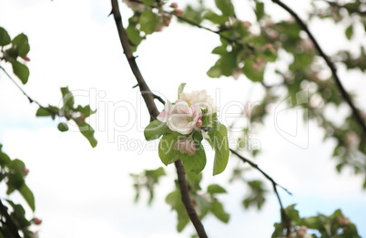 Apple Flower at Spring