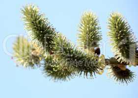 ament on tree at day