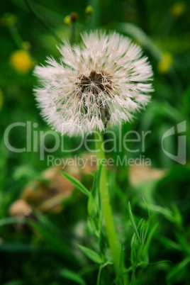 Closeup of a fluffy dandelion