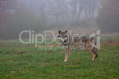 European gray wolf