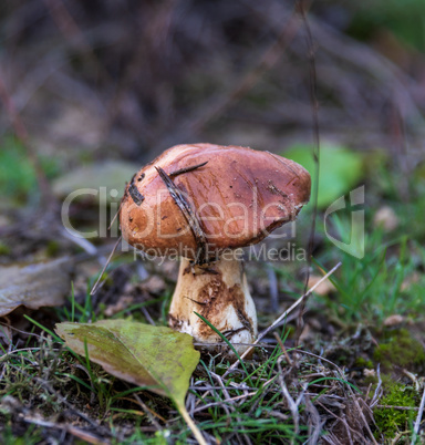edible mushroom Suillus