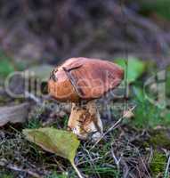 edible mushroom Suillus