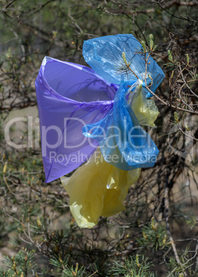 many multicolored plastic bags hanging on a pine branch against