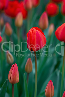 red blooming tulips with green leaves