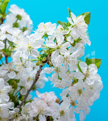 branches blooming white cherry on a blue background