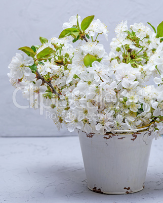 branches blooming white cherry in a white iron bucket