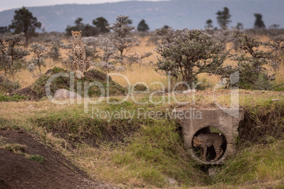Cub stands in pipe guarded by cheetah