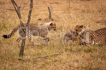 Cub walks towards cheetah biting scrub hare
