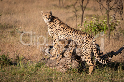 Cubs fight under cheetah leaning on log