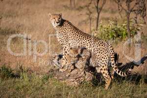 Cubs fight under cheetah leaning on log