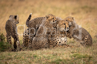 Cubs nuzzle cheetah in grass beside another